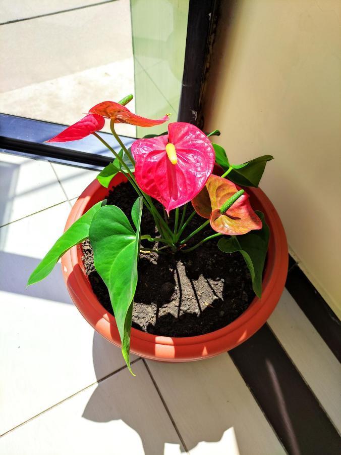 Hotel Tambopata Inn プエルト・マルドナード エクステリア 写真